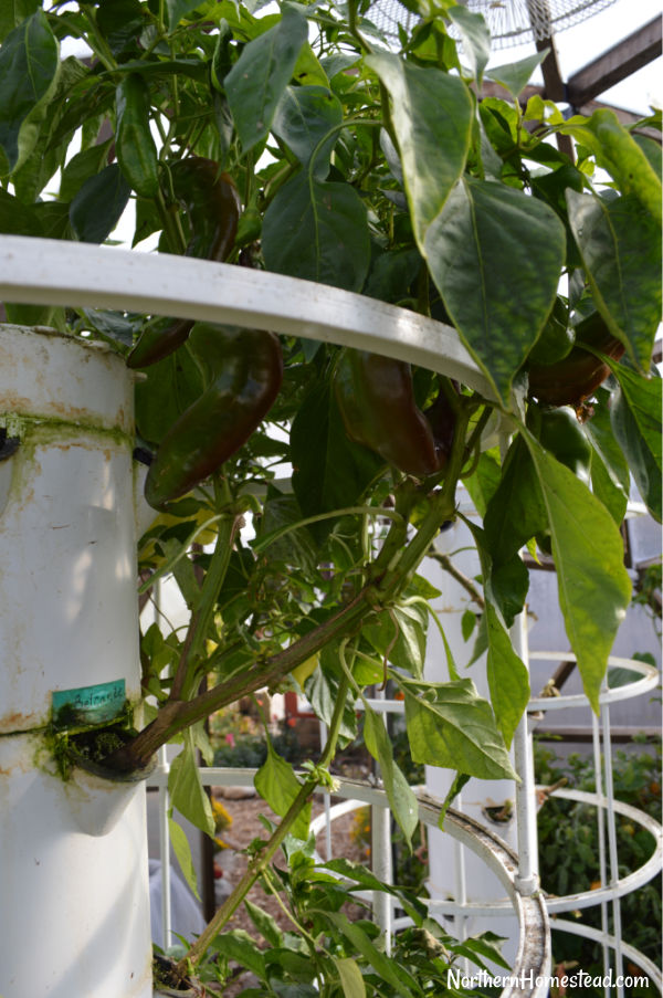 Cleaning the Tower Garden