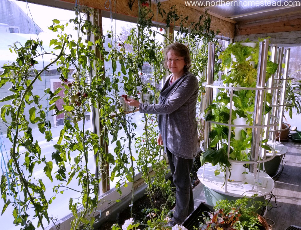 A greenhouse for winter growing. Growing tomatoes indoors.