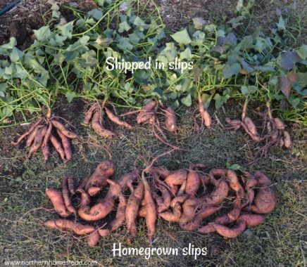 Growing Sweet Potatoes In Cold Climate Northern Homestead