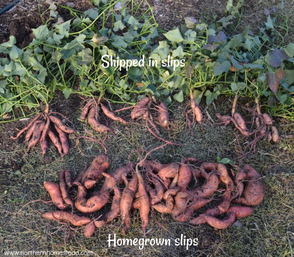 Harvest comperison of sweet potatoes in cold climate