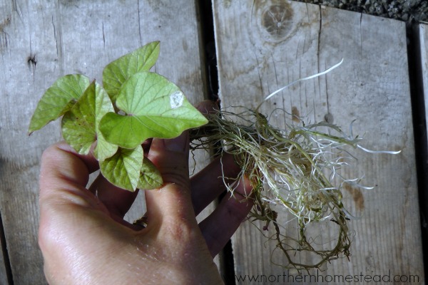 Growing sweet potato in cold climate