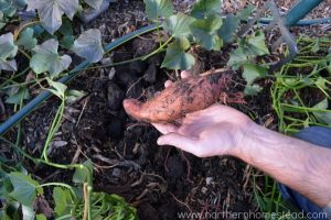 Growing Sweet Potatoes In Cold Climate Northern Homestead