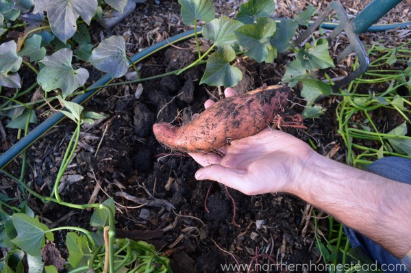 Veseys seeds Covington sweet potato