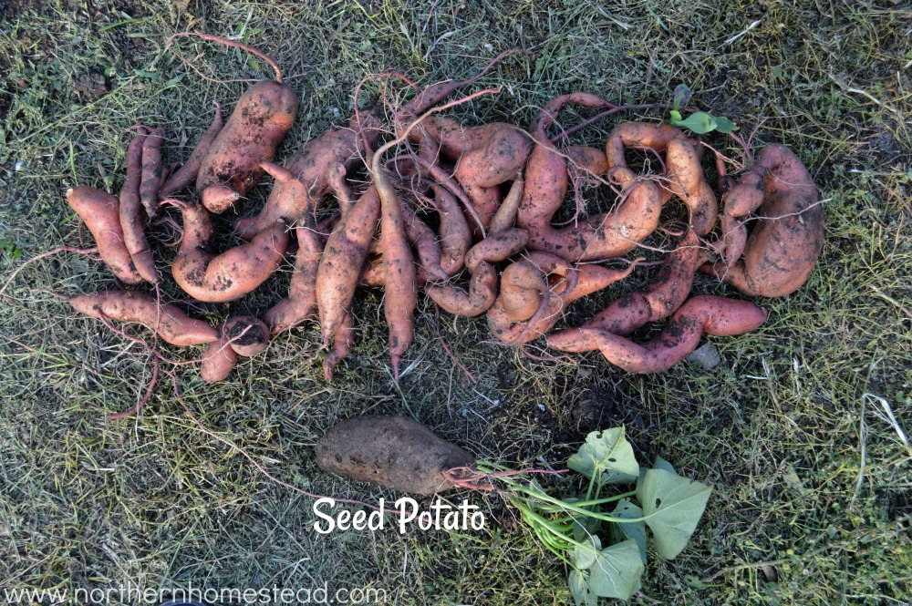 Sweet potato harvest