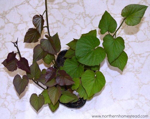 Growing sweet potato slips in cold climate