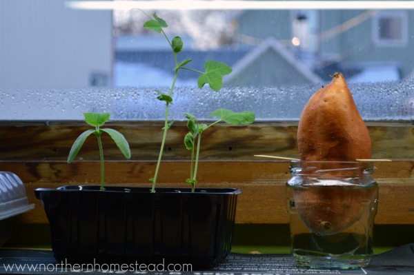 Growing sweet potatoes in cold climate. We cover how to make your own slips, plant and harvest a sweet potato. 