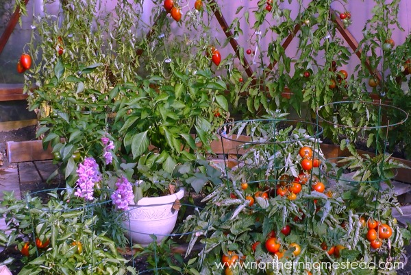 Growing sweet potato in cold climate