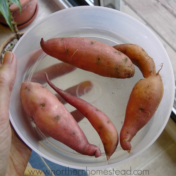 Growing Sweet Potatoes in Cold Climate