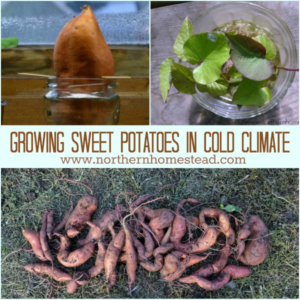 Planting Sweet Potatoes in a Cardboard Box