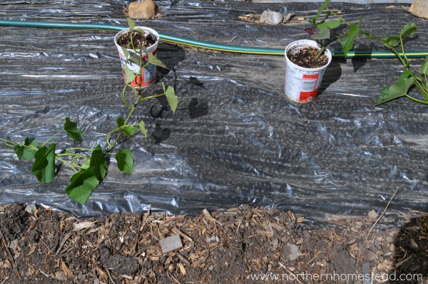 Planting sweet potatoes