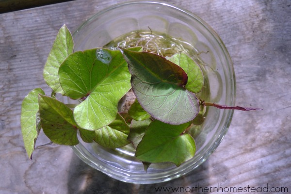 Growing sweet potatoes in cold climate