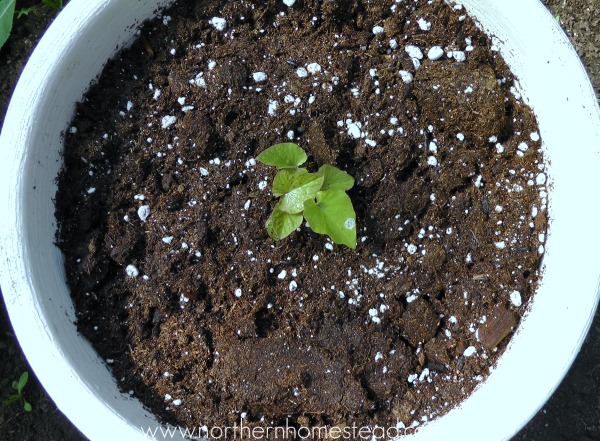 Growing sweet potato in cold climate