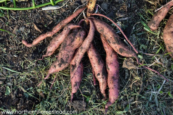 Hapvesting sweet potatoes in cold climate