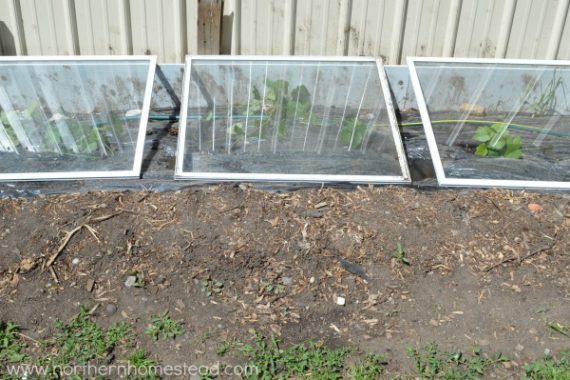 Growing Sweet Potatoes In Cold Climate Northern Homestead