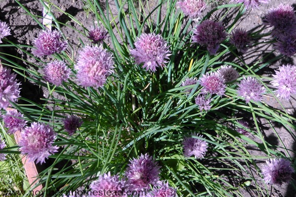 Chives - Varieties of Perennial Vegetables for Zone 3 Garden