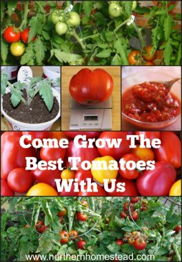 Growing Tomatoes Challenge - Get Ready - Northern Homestead