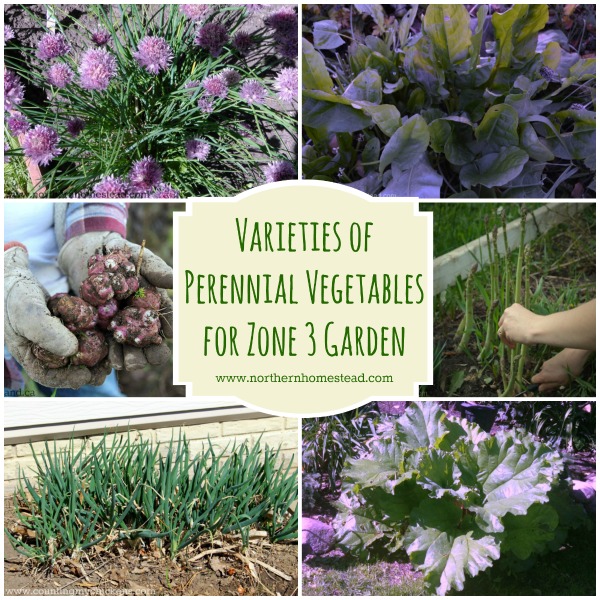 Varieties of Perennial Vegetables for Zone 3 Garden