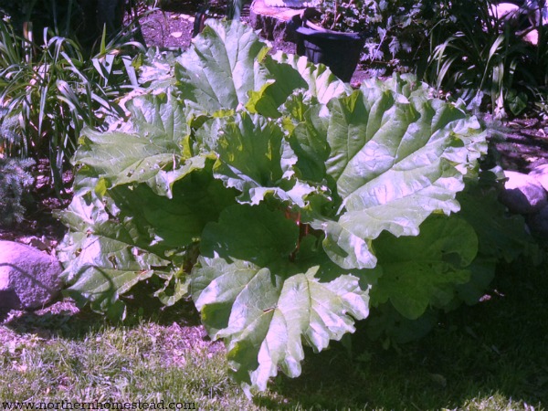 Rhubarb- Varieties of Perennial Vegetables for Zone 3 Garden