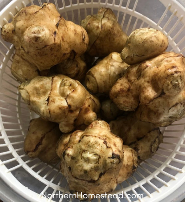 Growing Sunchokes or Jerusalem Artichokes