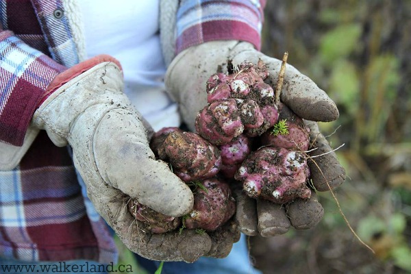 Sunchokes - Varieties of Perennial Vegetables for Zone 3 Garden