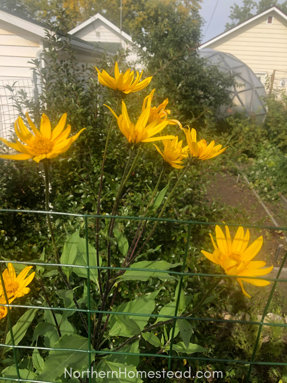 Growing Sunchokes or Jerusalem Artichokes