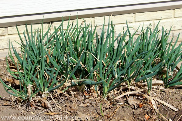 Walking Onion - Varieties of Perennial Vegetables for Zone 3 Garden