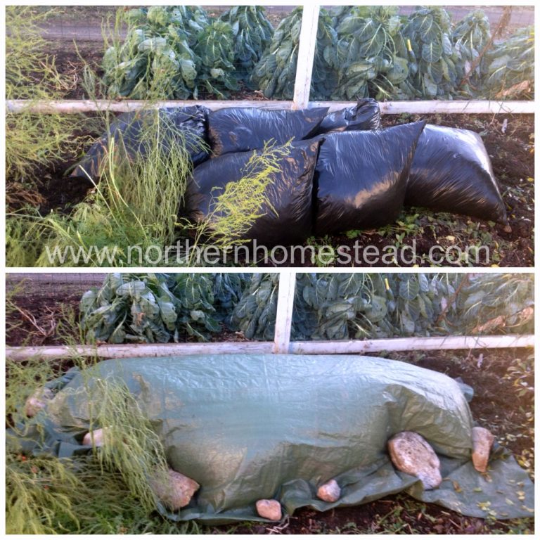 Growing Winter Carrots in Cold Climate Northern Homestead