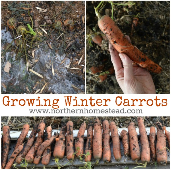 Growing Winter Carrots in Cold Climate Northern Homestead