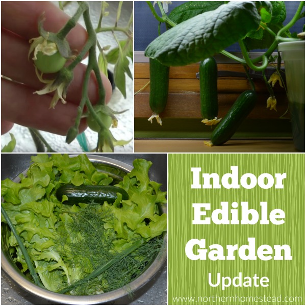 Another indoor edible garden update. It was more successful for us than ever before, and we are sure it can get even better. 