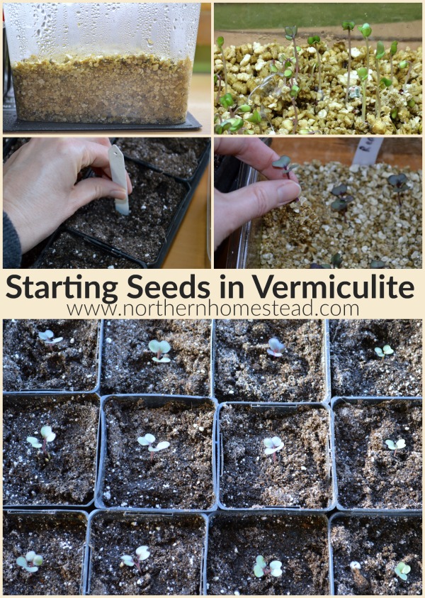 Starting Seeds in Vermiculite