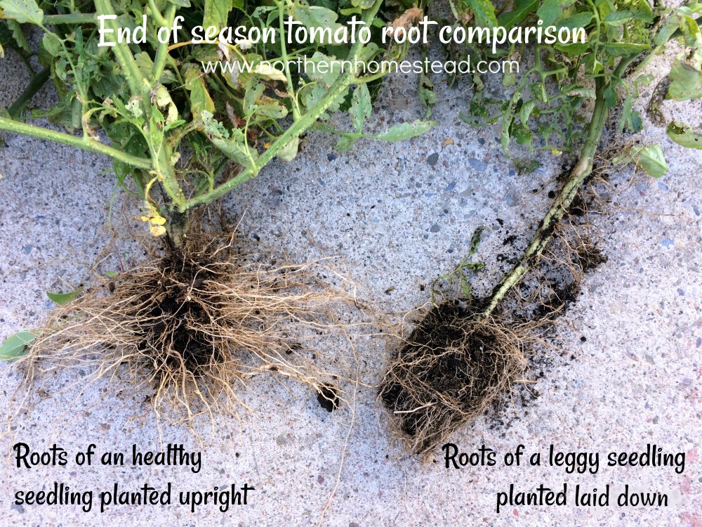 Comparison of roots planted as an yeoung seedling upright or laid dow. 