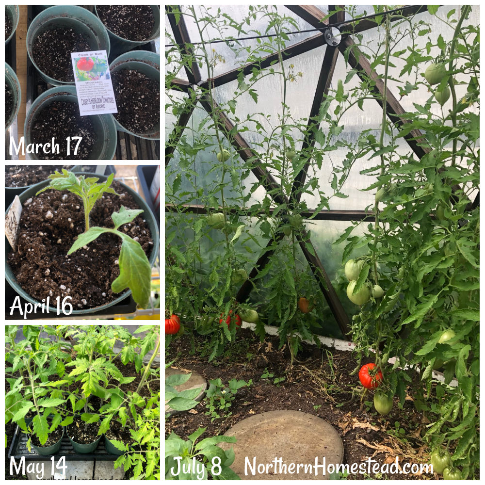 Tomatoes from seed to harvest in less than 4 Months