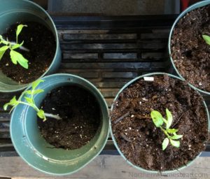 When and How to Start Tomato Seeds Indoors - Northern Homestead