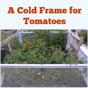 A cold frame for tomatoes makes all the difference between green or sun ripe tomatoes. Use a cold frame in cold climate all throughout the summer.
