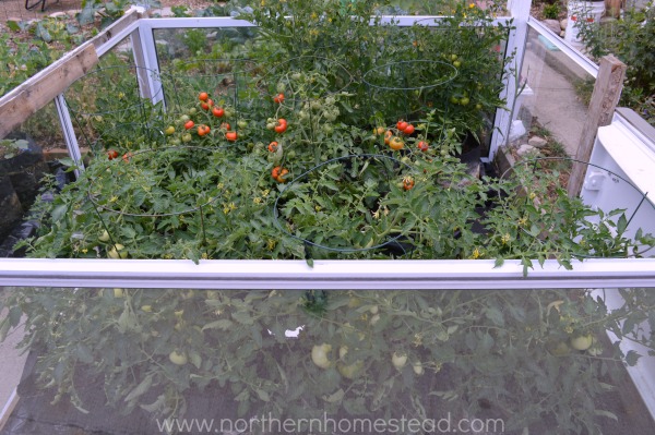 A cold frame for tomatoes