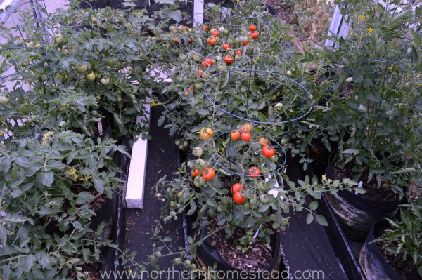 A cold frame for tomatoes
