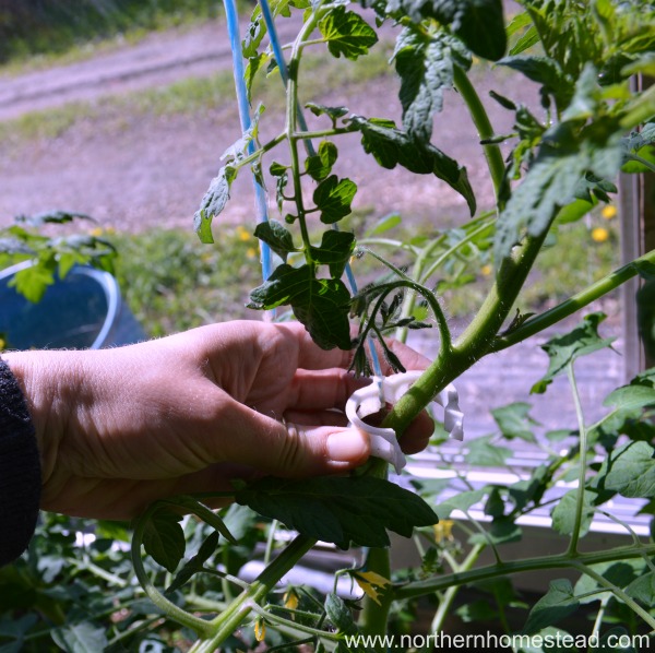 Learn how to support vine and bush type tomatoes in the greenhouse and in the garden. We share our favorite methods that have worked great for many years.