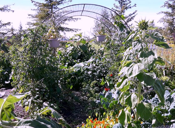 Learn how to support vine and bush type tomatoes in the greenhouse and in the garden. We share our favorite methods that have worked great for many years.