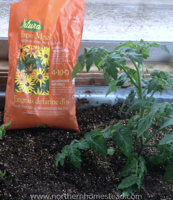 How to Grow Tomatoes Indoors - Bone Meal fertelizer