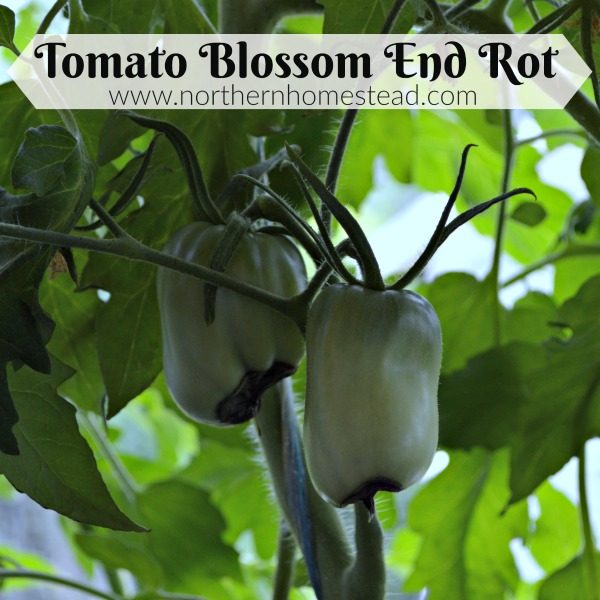 Tomato Blossom End Rot