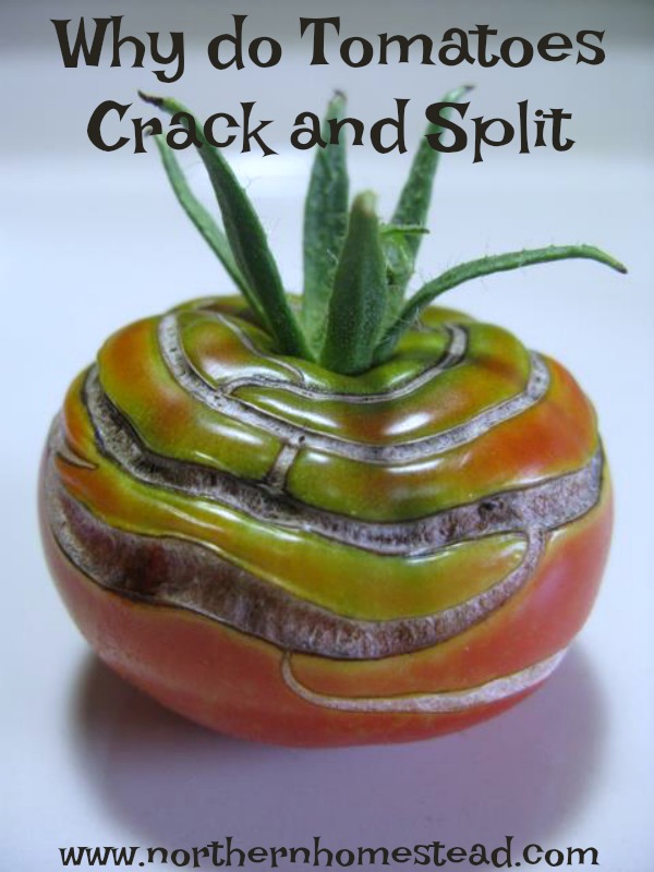 Why do Tomatoes Crack and Split as they Ripen