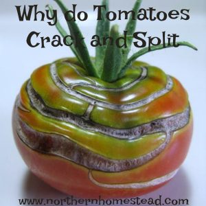 Here you will find answers to why do Tomatoes Crack and Split as they Ripen, how to prevent it and what to do with those split tomatoes.