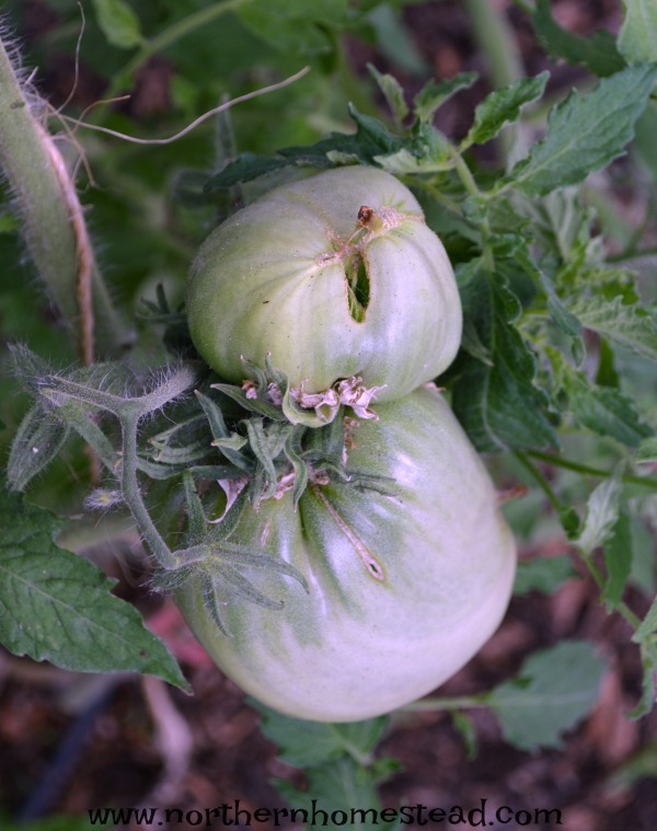 Why do Tomatoes Crack and Split as they Ripen