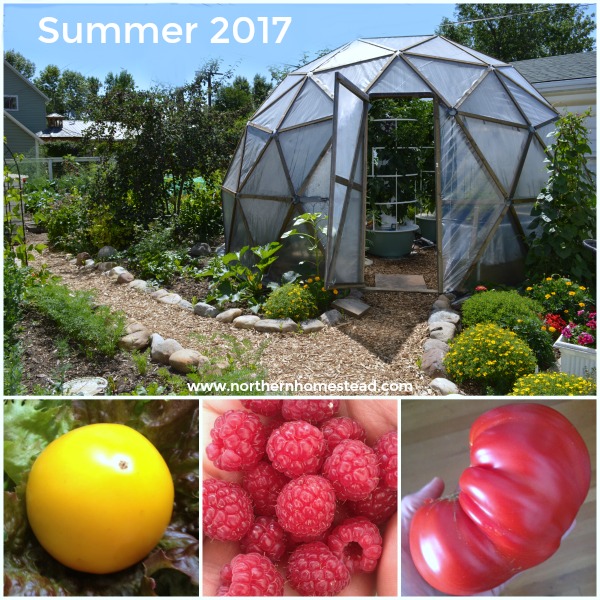garden Update on video summer 2017