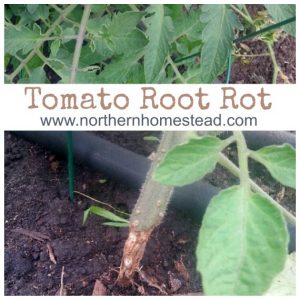 Tomato root rot is fatal and contagious. Learn what it is and how to prevent it. Tomato root rot is not something you want to take lightly.