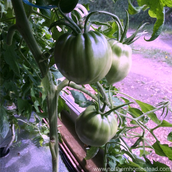 How to grow tomatoes indoors