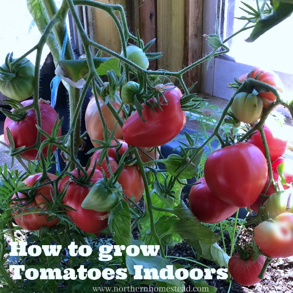 How To Grow Tomatoes Indoors Northern Homestead,Coin Dealers Near Me Open