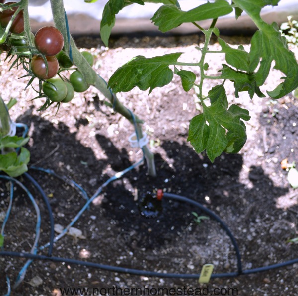 How to Grow Tomatoes Indoors