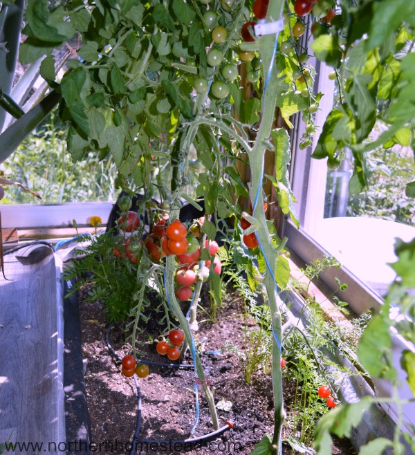 What to Grow in an Indoor Edible Window Garden - tomatoes