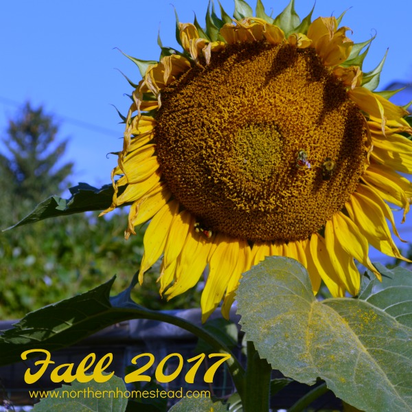 Northern Homestead Garden Update Fall 2017